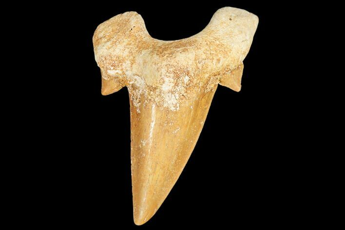 Fossil Shark Tooth (Otodus) - Morocco #103301